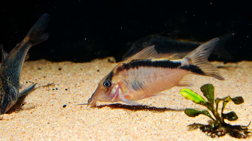 养鼠经验总结,鼠鱼的养殖方法和注意事项