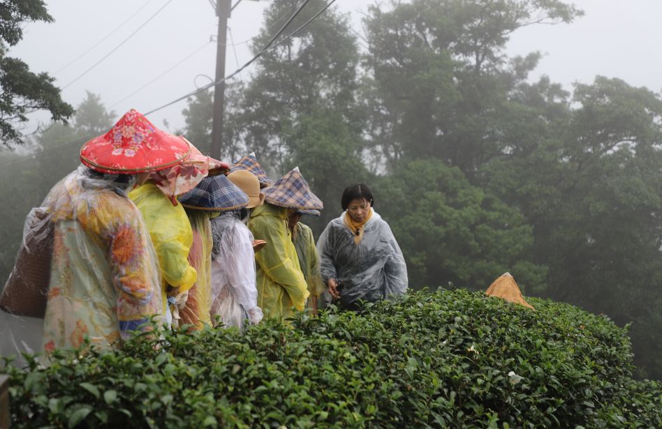 真正的台湾茶,最火的台湾茶