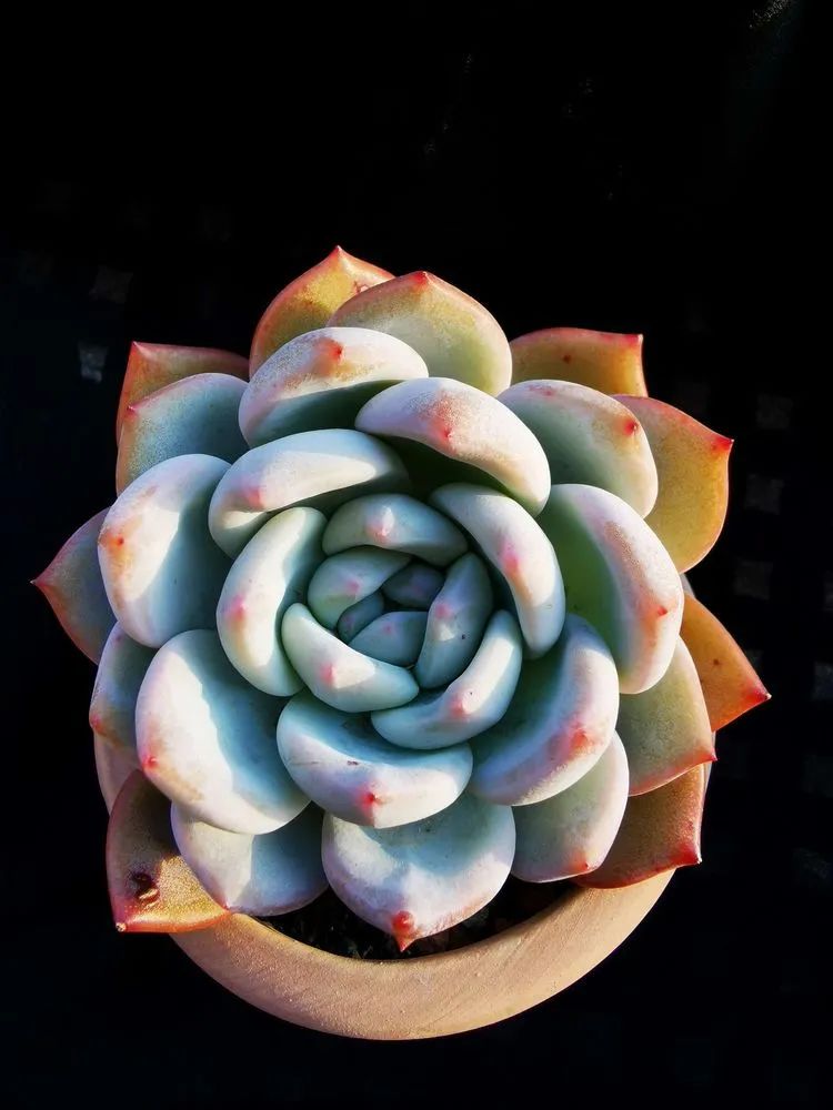 多肉砍头的怎么养,多肉怎么砍头才能爆发