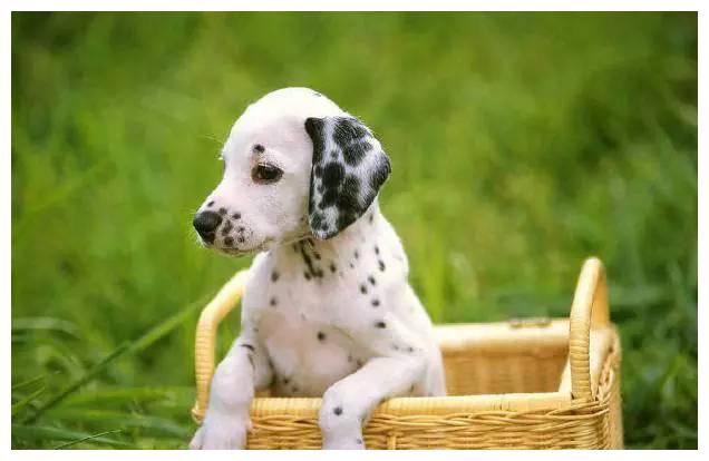 狗狗品种大全及介绍,狗狗品种大全带你走进狗狗的世界