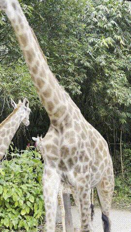 广州长隆野生动物园游玩攻略最新,长隆野生动物园亲子游三天