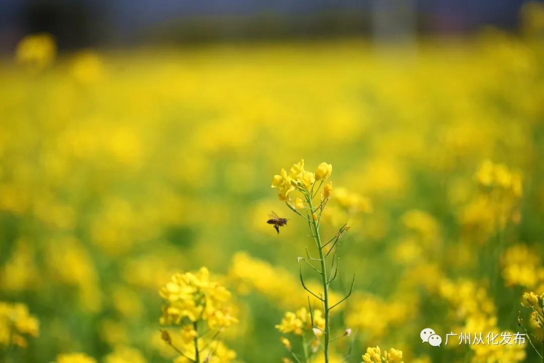 从化吕田美食攻略,从化吕田特色美食有哪些