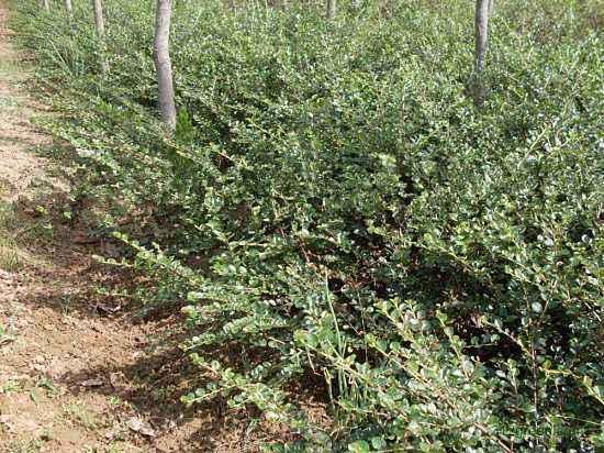 野生上树蜈蚣,山上种的白蜈蚣