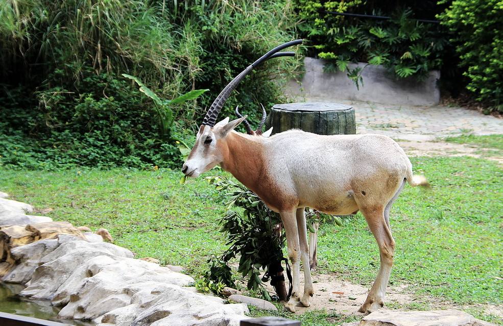 新加坡三个动物园哪个最好,新加坡动物园哪个最值得去看