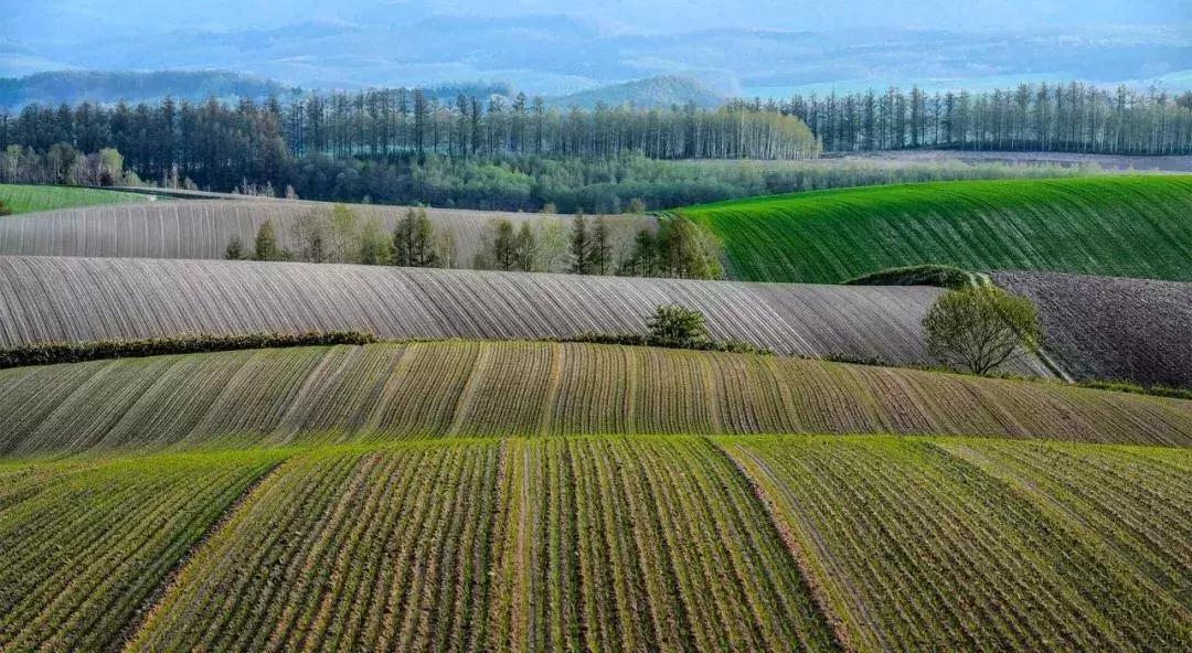 日本旅游吃饭攻略,日本游美食必购清单