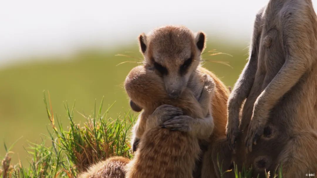 豆瓣评分9.5以上的国产电影有哪些,十部顶级神片推荐