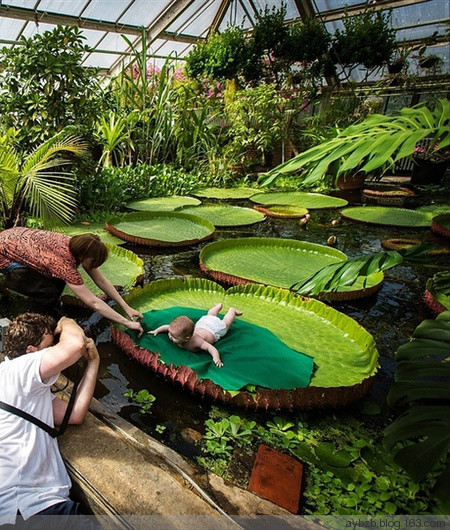 最好记的花名大全,很难得一见的花