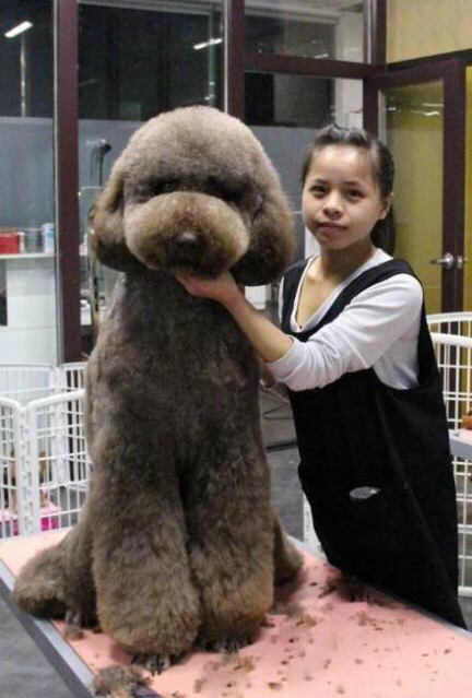 巨型贵宾犬好吗值得养吗,价格贵的大型犬