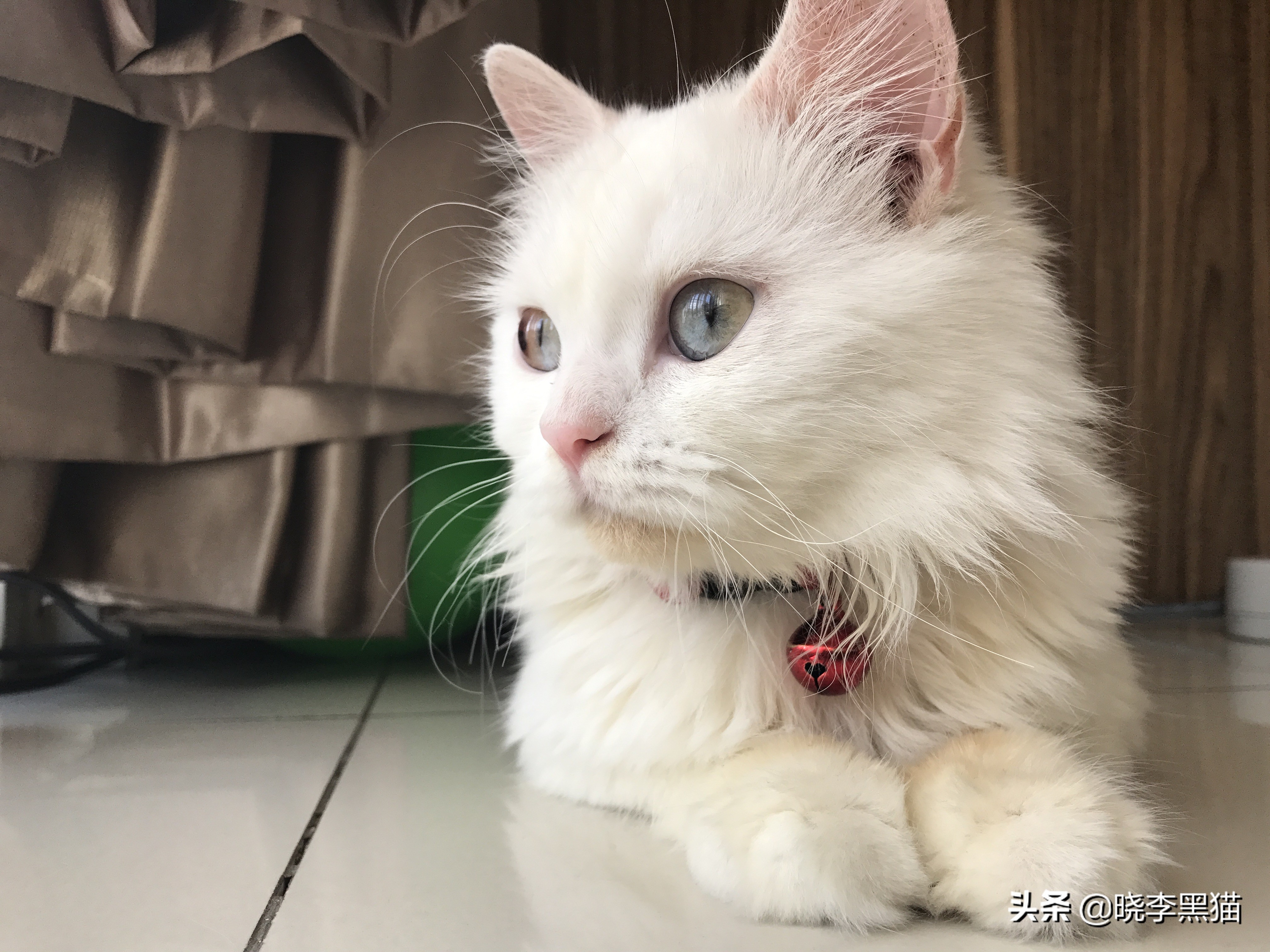 猫咪如何有大眼睛,猫咪为什么有大眼睛和小眼睛