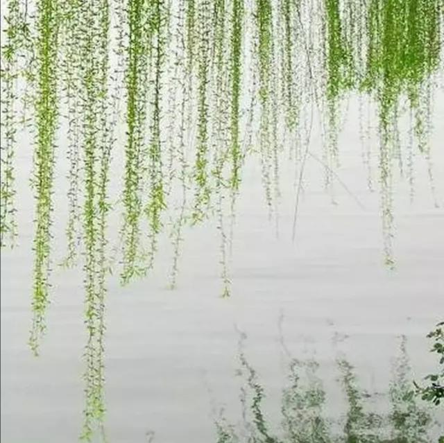 描写柳树的诗句名句,几句描写柳树的优美词句