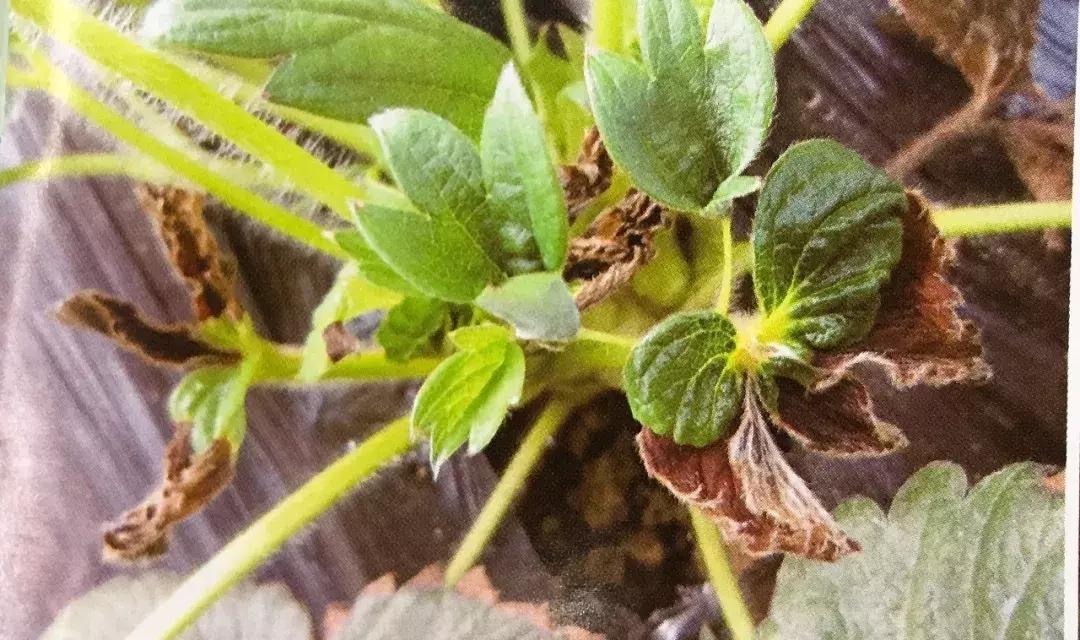 草莓土壤有水但是叶子枯怎么办,草莓叶子发黑发枯怎么回事