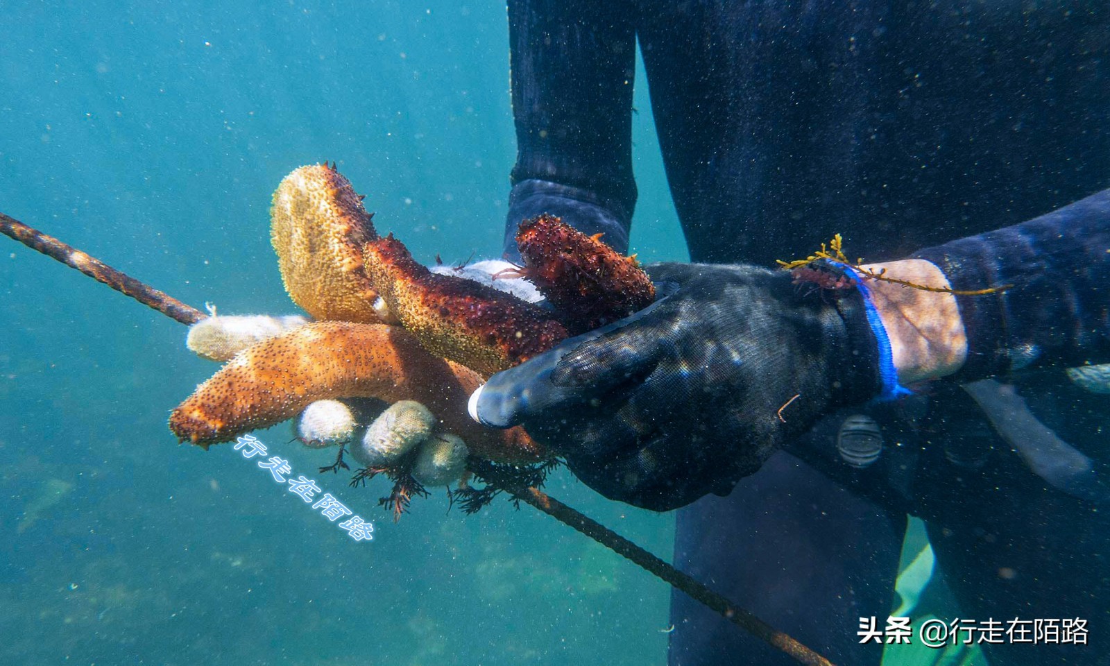 海参崴的渔业资源：挨枪子也要非法捕捞，一次利润数万元