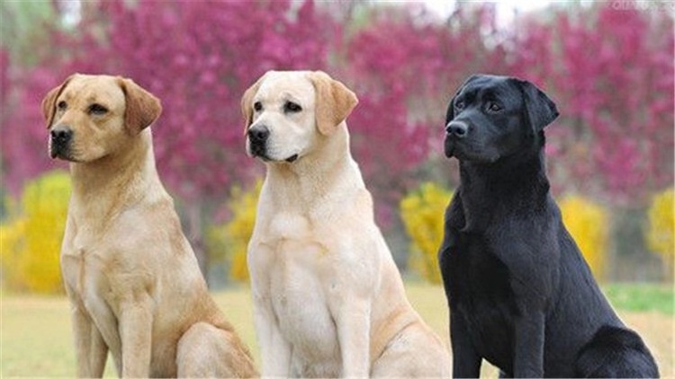 伤害汪汪健康的“吃纸”,必须根儿上杜绝