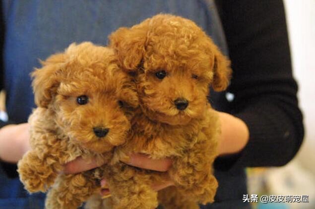 养泰迪犬是公的好还是母的好,养泰迪犬非要狗笼吗