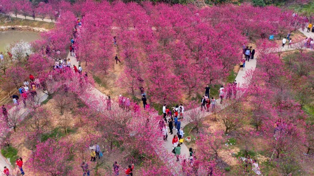 繁花似锦樱花美景,繁花似锦的花海