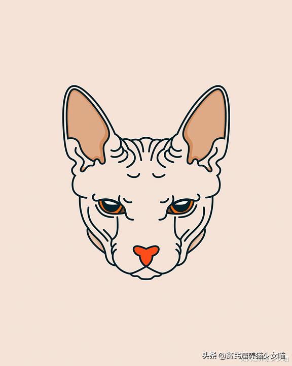 辟谣：无毛猫不是一个猫品种，也算不上是猫咪过敏者的福音