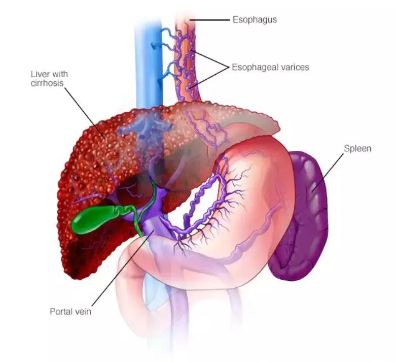食管动脉血供来源,食管淋巴引流区