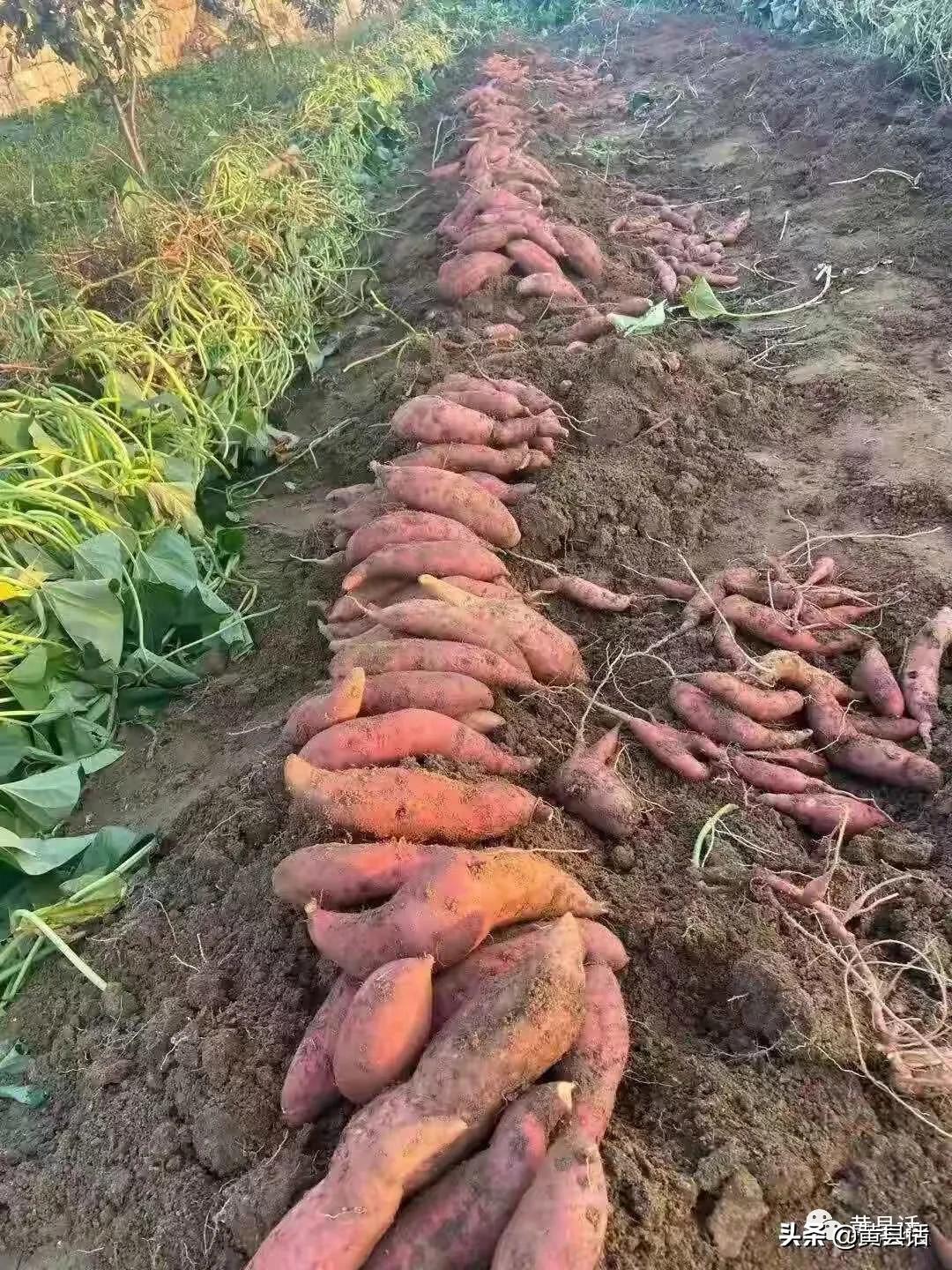 地瓜干酒属于什么档次,地瓜干酒好喝吗真实测评