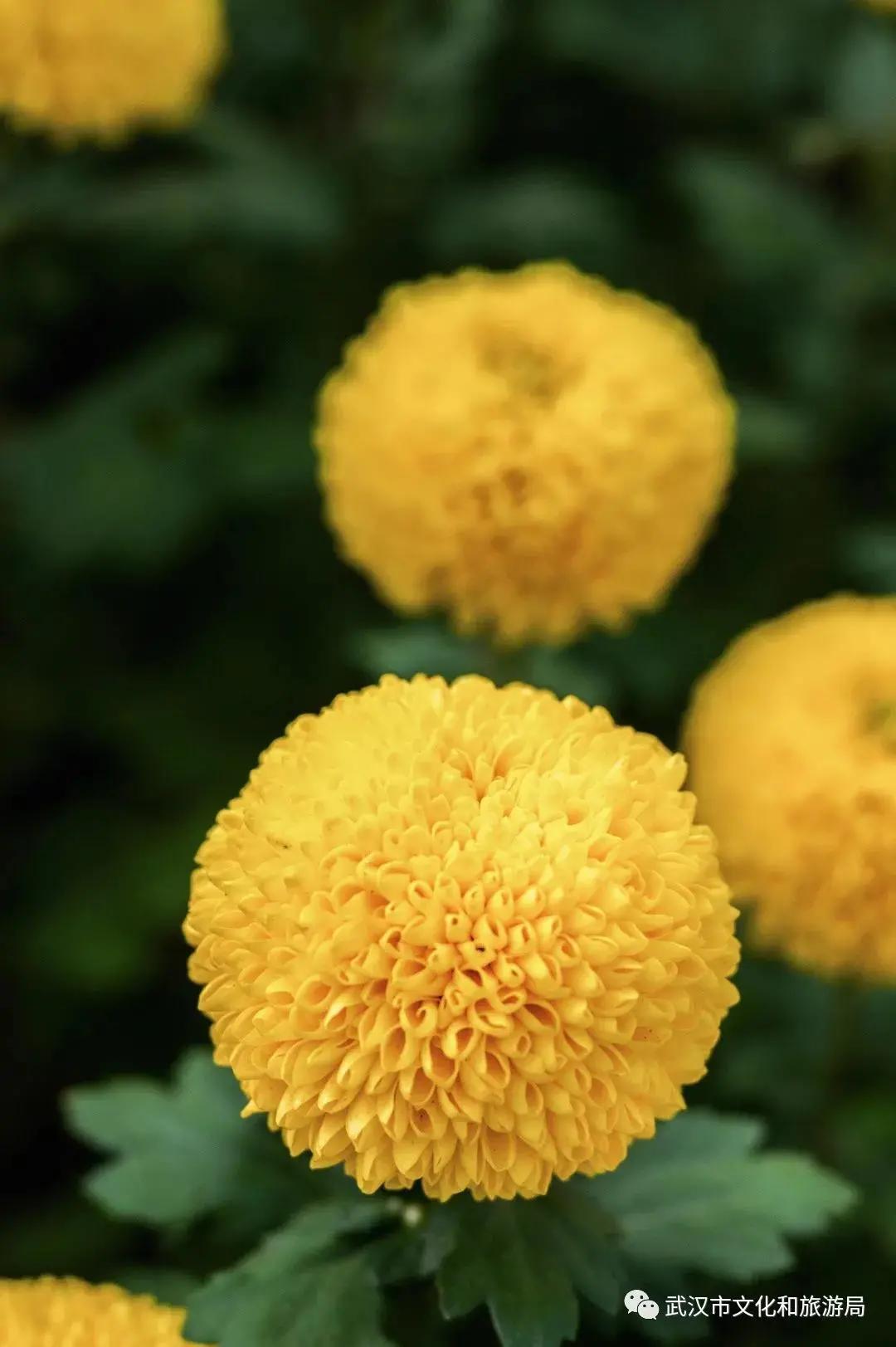 鏉ユ睙婊╄祻鑿婅姳,鑿婅姳鐑傛极