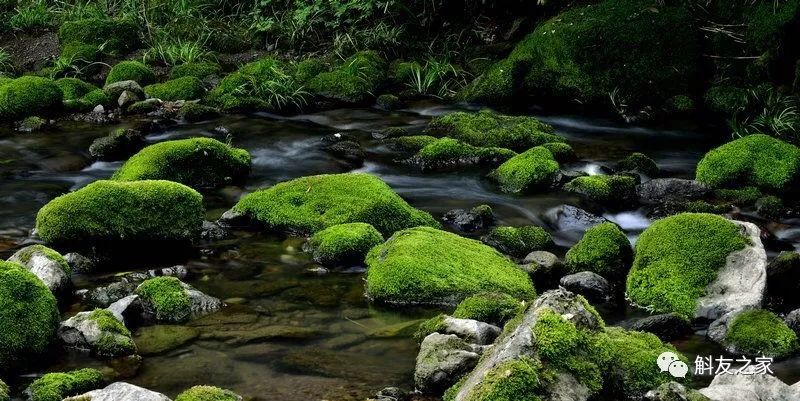 石斛兰对水质的要求你了解多少？