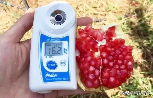 突尼斯软籽石榴真的是很甜很甜,突尼斯软籽石榴口感细腻好吃到爆