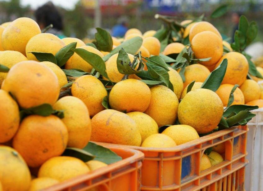 食用柑橘要注意哪些问题,今年你家买砂糖橘了吗
