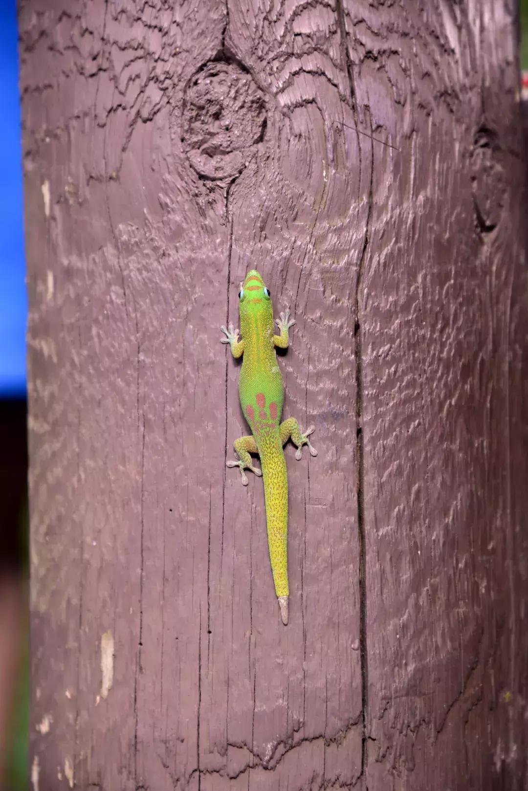夏威夷大岛自驾游游记,大岛夏威夷岛七日游