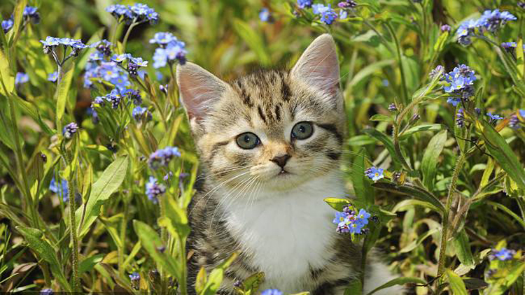 猫咪感冒发烧用啥药品,猫咪药品