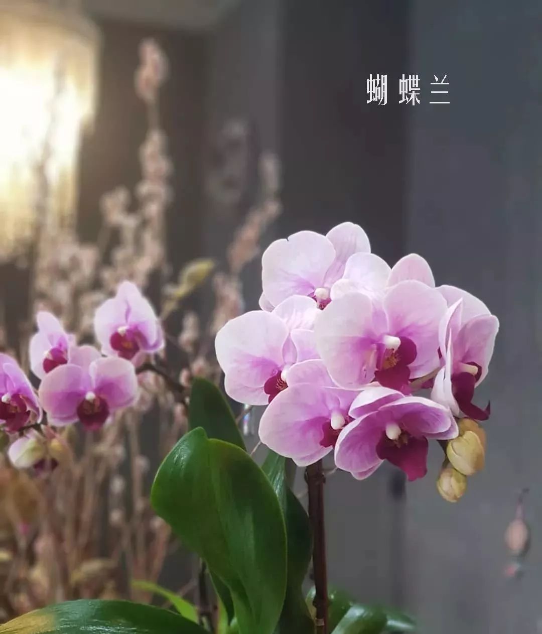 花店里同款的两种不同价格的花材,花店最容易被顾客误解的几种花材