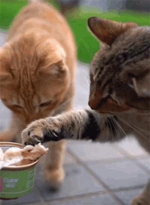 怎样让猫咪喝水才正确,猫咪进厕所喝水