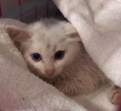 小猫被主人丢弃却被路人打了,小猫幼崽被遗弃后续