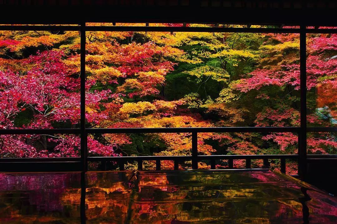 做个‘追枫少女’领略红叶之美！