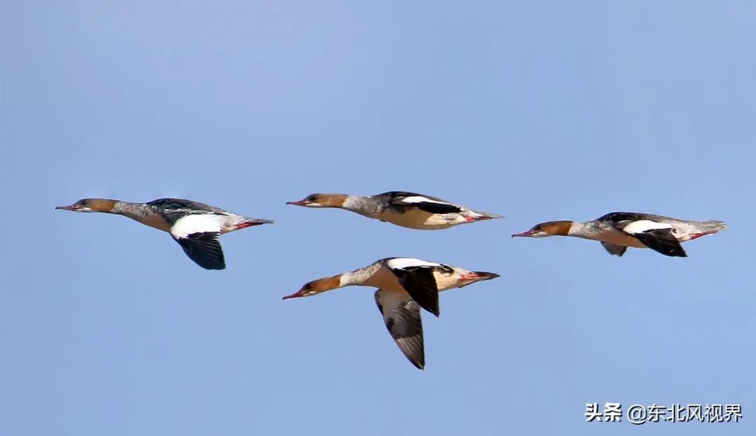 黑河加油北安平安,黑河加油万众一心抗击疫情