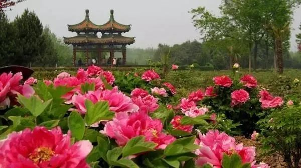 盘点世界各国国花你最喜欢哪种,什么品种的国花好