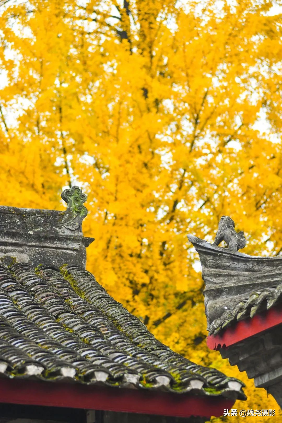 留坝秦岭之夜,留坝秦岭森林公园