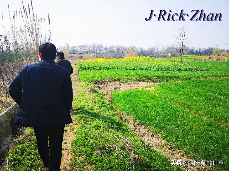 城市蔬菜园景观设计,蔬菜花园造型