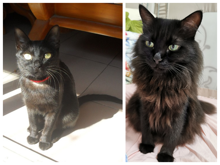 中华田园猫黑猫绿眼,中国田园猫咪黑猫