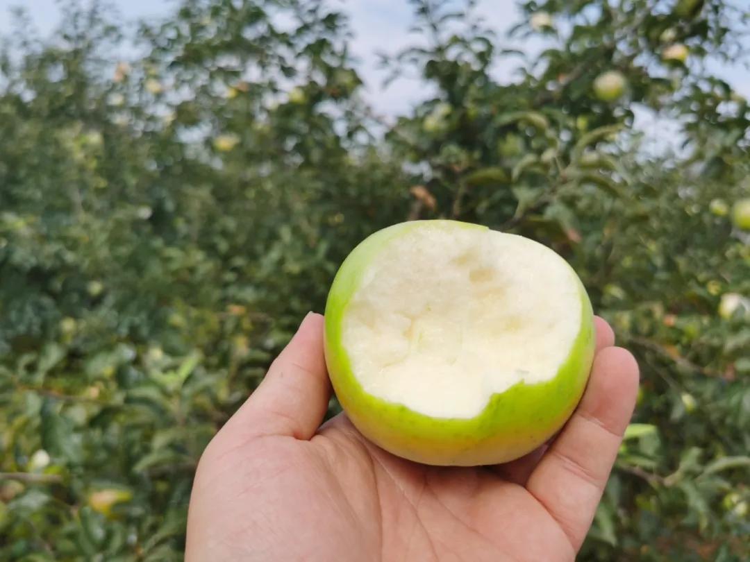 苹果嫁接什么水果好,苹果必须嫁接才好吃吗