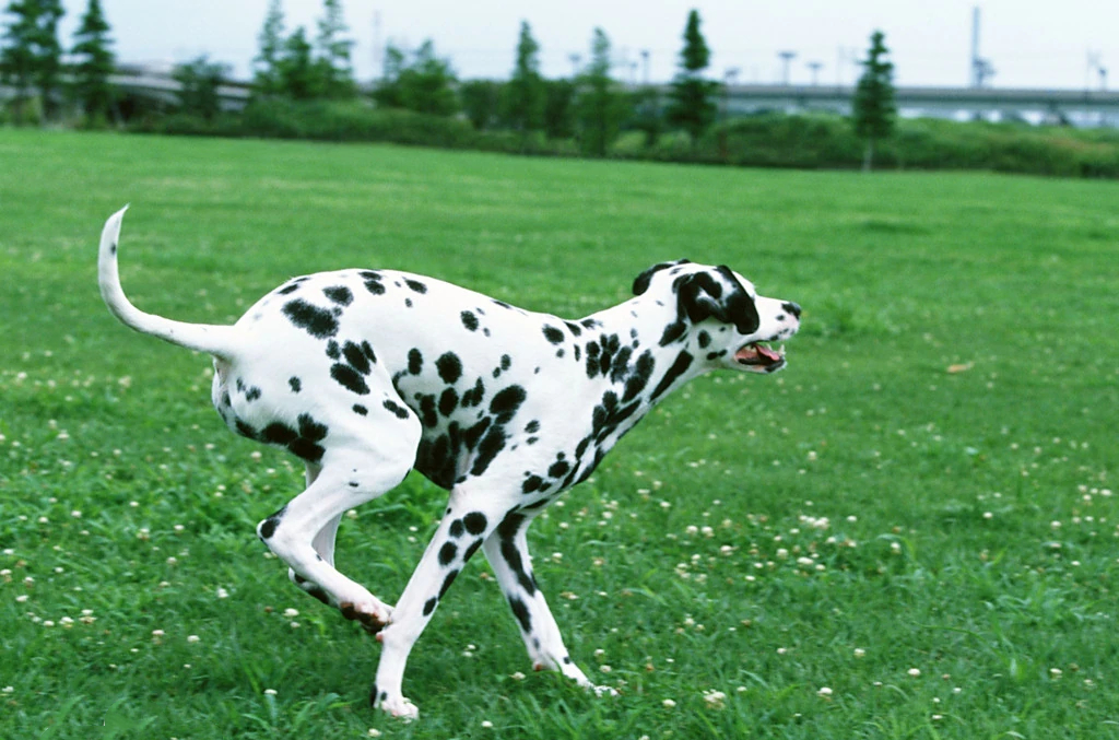 101斑点狗进化史,101斑点狗中哪些是亲生的狗狗