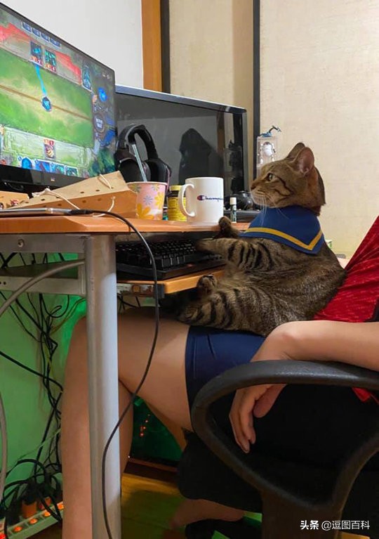 每日一笑998,每日一笑精彩评论