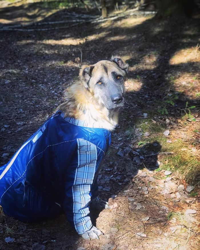 无良犬舍的秘密！过度繁殖导致狗狗子宫脱落！一度失去生活的希望