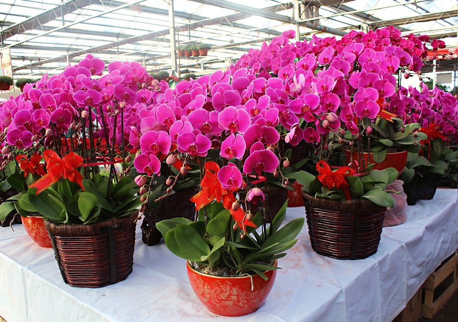 这八种花千万不要花钱购买了,碰到这4种花再漂亮也别买