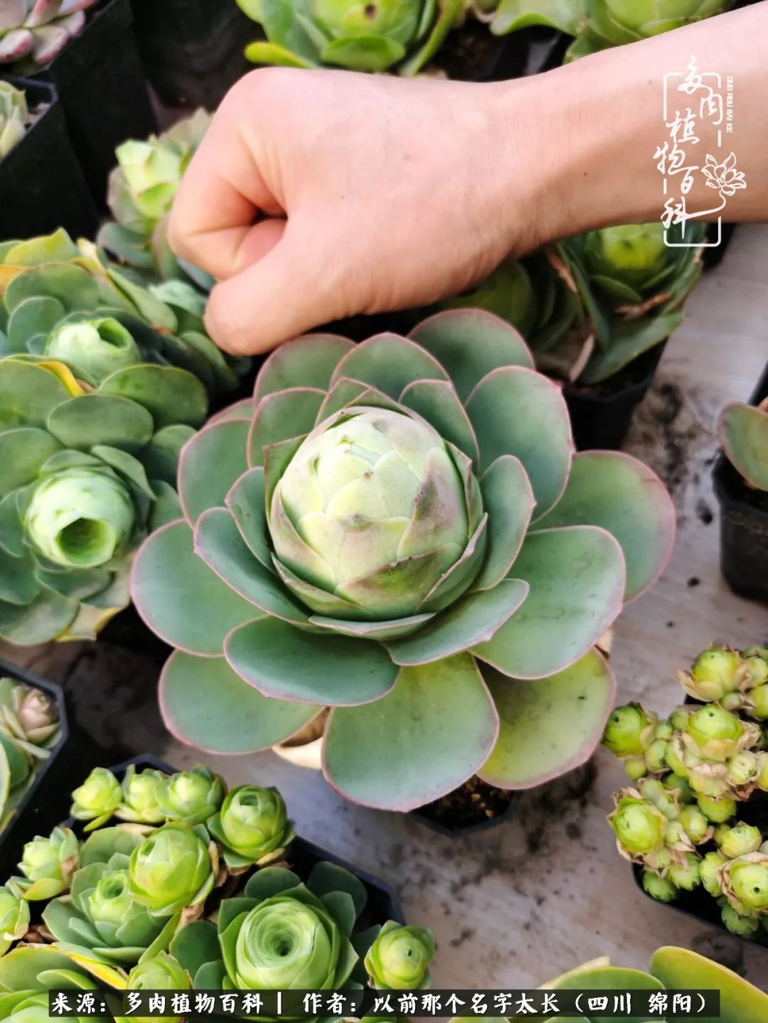 山地玫瑰夏天,山地玫瑰花怎么玩