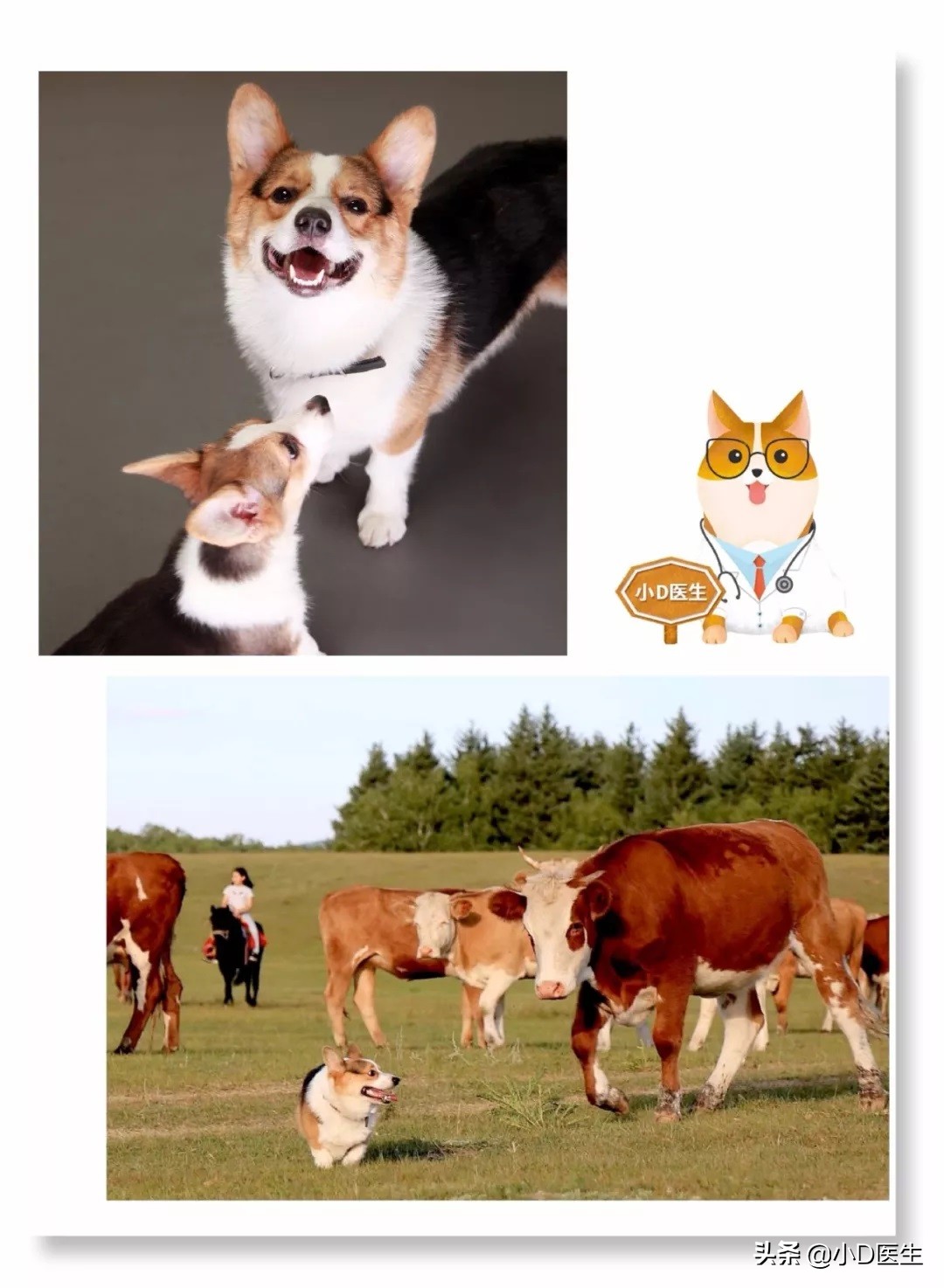 小D医生和他爸爸妈妈们的故事