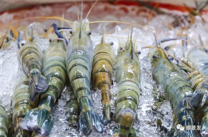 海捕船冻和鲜活船冻区别在哪里,熟冻海鲜跟冷冻海鲜有什么区别