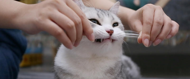 老祖宗挑猫术,老祖宗传下来的挑猫口诀