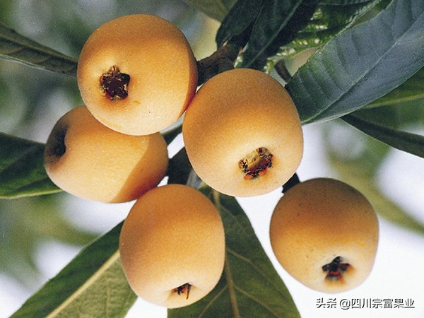 最好吃的枇杷品种,枇杷品种哪种最好