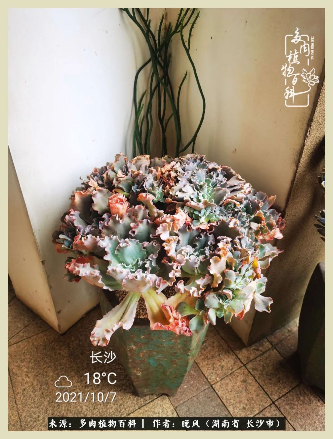 摇身一变成了奶爸,摇身一变成为打工人