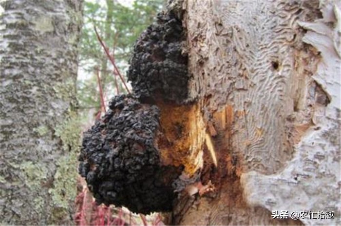 上万棵树才长一个，常有人去找寻，泡水受喜爱，俗称“桦树泪”