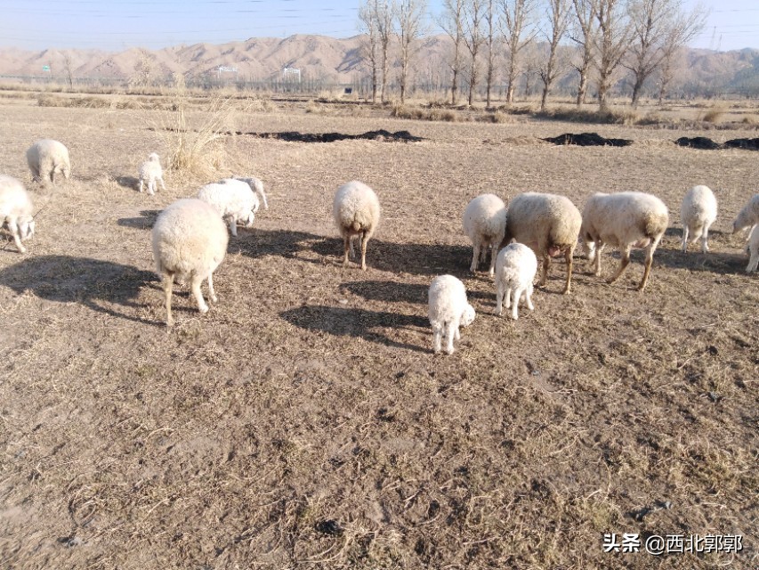 羊误食了化肥怎么办,母羊误食农药没有及时发现